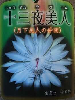 Amazon | 孔雀サボテン 交配種 十三夜美人 花なし・開花見込み株